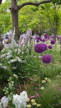 浜名湖花博2024に投稿された画像（2024/5/23）