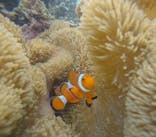 宮古島 ADVENTURE PiPi（ミヤコジマ アドベンチャー ピピ）に投稿された画像（2024/5/23）