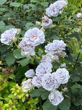 浜名湖花博2024に投稿された画像（2024/5/23）