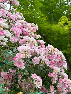 浜名湖花博2024に投稿された画像（2024/5/23）