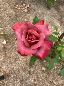 ぎふワールド・ローズガーデンに投稿された画像（2024/5/23）