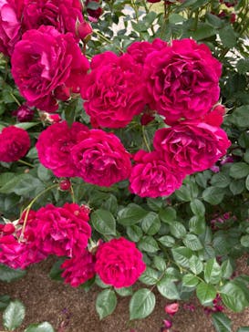 ぎふワールド・ローズガーデンに投稿された画像（2024/5/23）