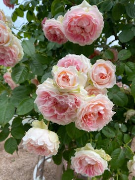 ぎふワールド・ローズガーデンに投稿された画像（2024/5/23）