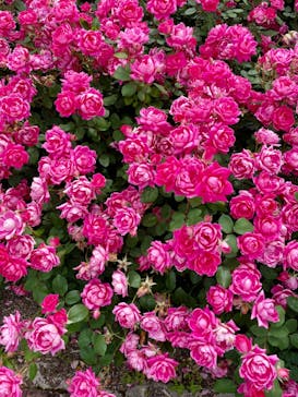 ぎふワールド・ローズガーデンに投稿された画像（2024/5/23）