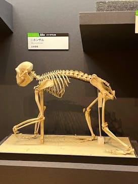 特別展「大哺乳類展３－わけてつなげて大行進」に投稿された画像（2024/5/23）