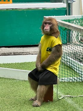 おさるランド＆アニタウン　日光さる軍団劇場に投稿された画像（2024/5/23）