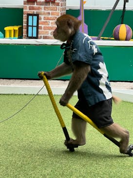 おさるランド＆アニタウン　日光さる軍団劇場に投稿された画像（2024/5/23）