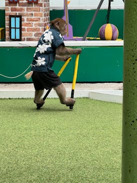 おさるランド＆アニタウン　日光さる軍団劇場に投稿された画像（2024/5/23）