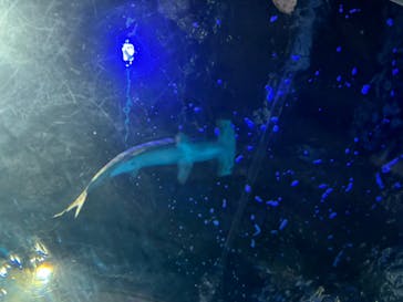 島根県立 しまね海洋館に投稿された画像（2024/5/23）