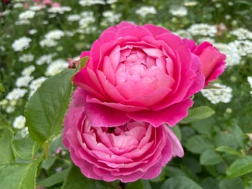 京成バラ園に投稿された画像（2024/5/23）