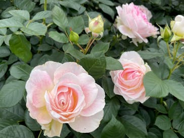 京成バラ園に投稿された画像（2024/5/23）