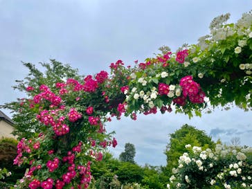 京成バラ園に投稿された画像（2024/5/23）