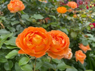 京成バラ園に投稿された画像（2024/5/23）