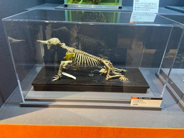 特別展「大哺乳類展３－わけてつなげて大行進」に投稿された画像（2024/5/23）
