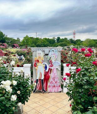 京成バラ園に投稿された画像（2024/5/23）