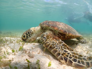 宮古島マリンショップSmileyに投稿された画像（2024/5/23）