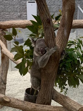 淡路ファームパーク イングランドの丘に投稿された画像（2024/5/23）