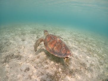 宮古島マリンショップSmileyに投稿された画像（2024/5/24）