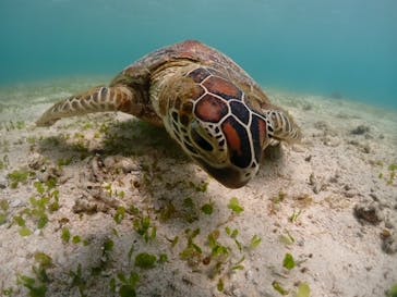 宮古島マリンショップSmileyに投稿された画像（2024/5/24）