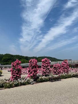 ぎふワールド・ローズガーデンに投稿された画像（2024/5/24）