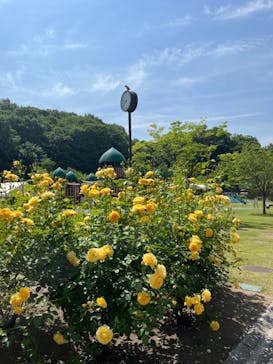 ぎふワールド・ローズガーデンに投稿された画像（2024/5/24）