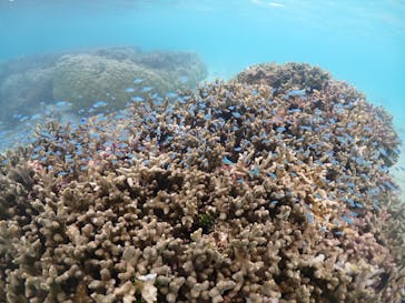 宮古島マリンショップSmileyに投稿された画像（2024/5/24）