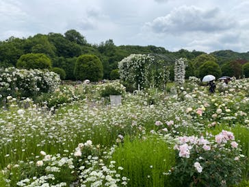 ぎふワールド・ローズガーデンに投稿された画像（2024/5/24）