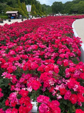 ぎふワールド・ローズガーデンに投稿された画像（2024/5/24）