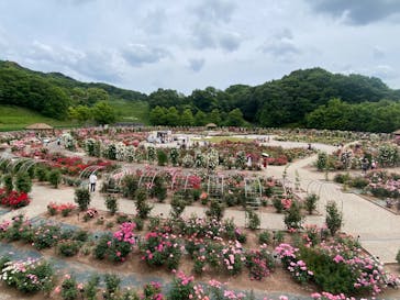 ぎふワールド・ローズガーデンに投稿された画像（2024/5/24）