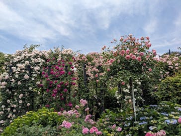 横浜イングリッシュガーデンに投稿された画像（2024/5/24）