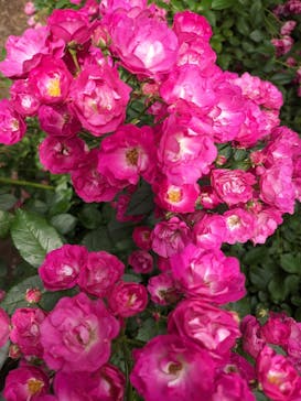 横浜イングリッシュガーデンに投稿された画像（2024/5/24）