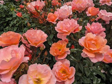 横浜イングリッシュガーデンに投稿された画像（2024/5/24）