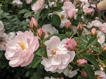 横浜イングリッシュガーデンに投稿された画像（2024/5/24）