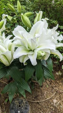 浜名湖花博2024に投稿された画像（2024/5/24）