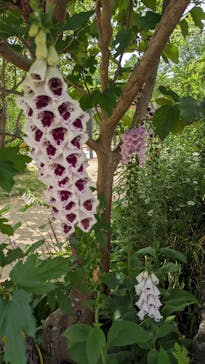 浜名湖花博2024に投稿された画像（2024/5/24）