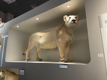 特別展「大哺乳類展３－わけてつなげて大行進」に投稿された画像（2024/5/24）