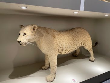 特別展「大哺乳類展３－わけてつなげて大行進」に投稿された画像（2024/5/24）