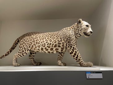 特別展「大哺乳類展３－わけてつなげて大行進」に投稿された画像（2024/5/24）