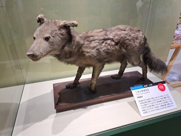 特別展「大哺乳類展３－わけてつなげて大行進」に投稿された画像（2024/5/24）