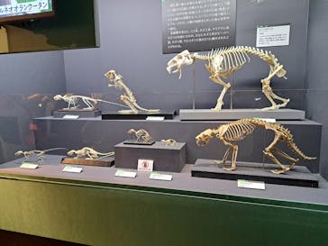 特別展「大哺乳類展３－わけてつなげて大行進」に投稿された画像（2024/5/24）