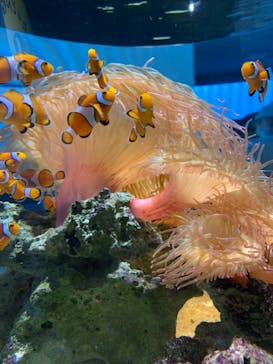 NIFREL（ニフレル）に投稿された画像（2024/5/24）