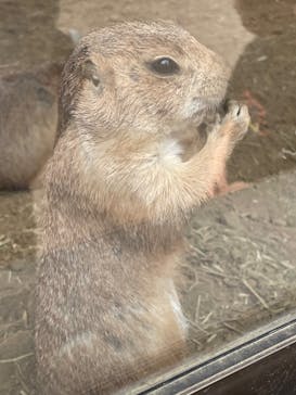 那須どうぶつ王国に投稿された画像（2024/5/24）