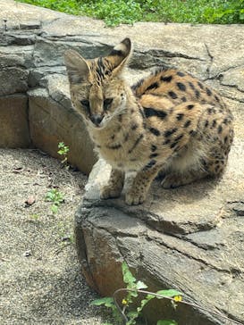 那須どうぶつ王国に投稿された画像（2024/5/24）