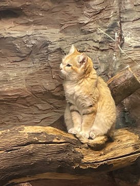 那須どうぶつ王国に投稿された画像（2024/5/24）