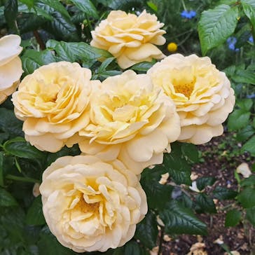 浜名湖花博2024に投稿された画像（2024/5/24）