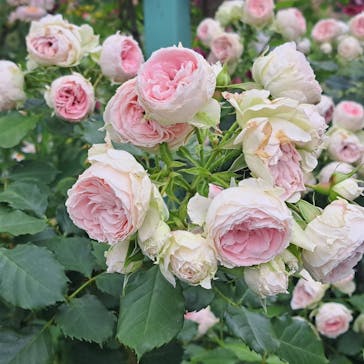 浜名湖花博2024に投稿された画像（2024/5/24）