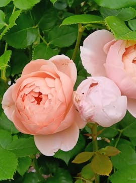 浜名湖花博2024に投稿された画像（2024/5/24）