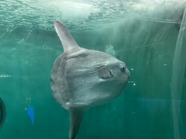 鴨川シーワールドに投稿された画像（2024/5/24）