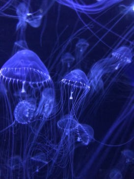アクアワールド茨城県大洗水族館に投稿された画像（2024/5/24）