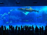 沖縄美ら海水族館に投稿された画像（2024/5/24）